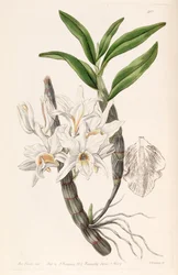 Dendrobium heterocarpum (mint syn. Dendrobium aureum var. Pallidum)